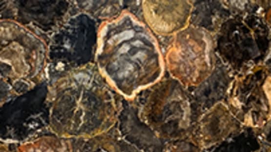 Petrified Wood - Volcano