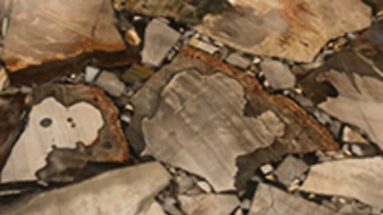 Petrified Wood - Bianco